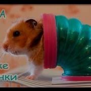 Бусинка