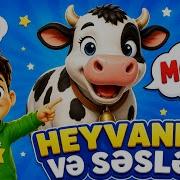 Heyvan Sesleri