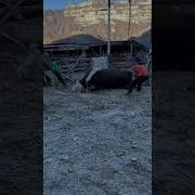 Убоџ