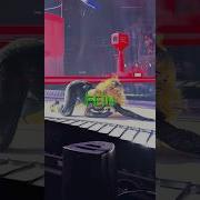 Twerk Concert