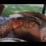 Moaning Ear Rape