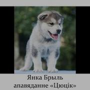 Цюцик