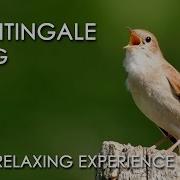 Nightingale