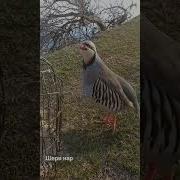 Кекилик Запис Охота