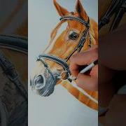 Disegno