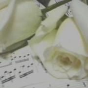 Baltos Rozes