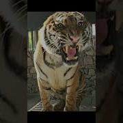 Tiger S Rage