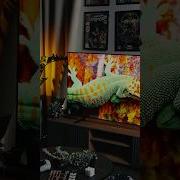 Zpyim6Sw20G