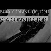 Yammerer Boa Constrictor