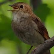 Bulbul Ovozi
