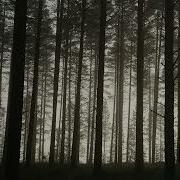 Lazarus Moment Forests Calling