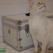 Покорми Кошку