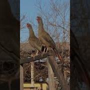Video Aracu