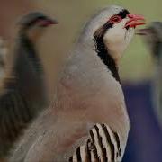 Овози Кабги Нар Барои Шикор