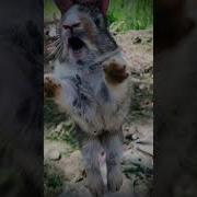 Crying Rabbit