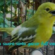 More Burung Sirpu