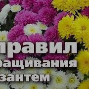 Хризантемы