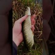 Telebbis Fish 1 2 3 4 5