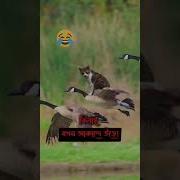 Guraba Hilarious Laughterr