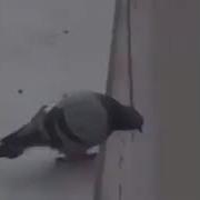 Ууии