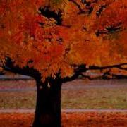 Antonio Vivaldi The Four Seasons