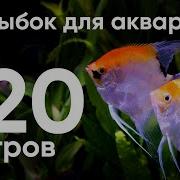 Аквариум 4К