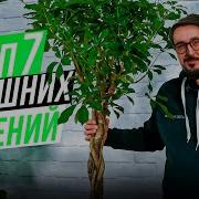 Комнатные Растения