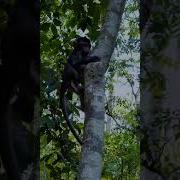 Better Hurry Up Monkey