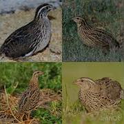 Бедана Макиён Овози