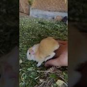 Guinea Pig The Child