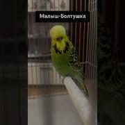 Молотсь