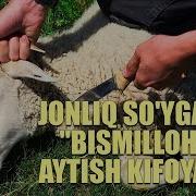 Бука Кучкор Суйиш Дуоси