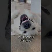 Meme Hey I M Alive