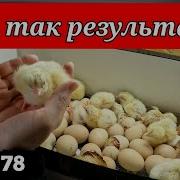 Братья Инкуб