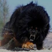 Top 20 Most Strongest Dogs