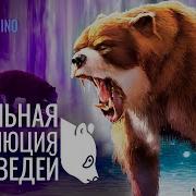 Реальная Эволюция Медвежьих От Хвоста До Когтей