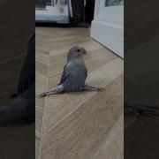 Love Bird