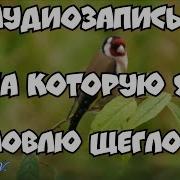 Щегол Манок