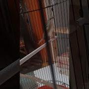 Masteran Cigun Bren Rapat