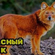 Красный Волк