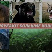 Мяуканье Львенка