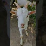 Как Звучат Козлы