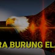 Suara Burung Elang