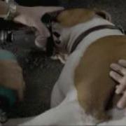 Scholl Criminal Dog