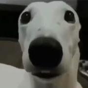 Scared Meme