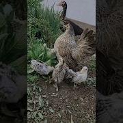 Gallinapuntolianmini3