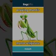 Mante Religieuse En Anglais