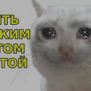 Быть Котом