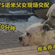 狗交