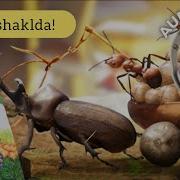 Chumolilar Saltanati